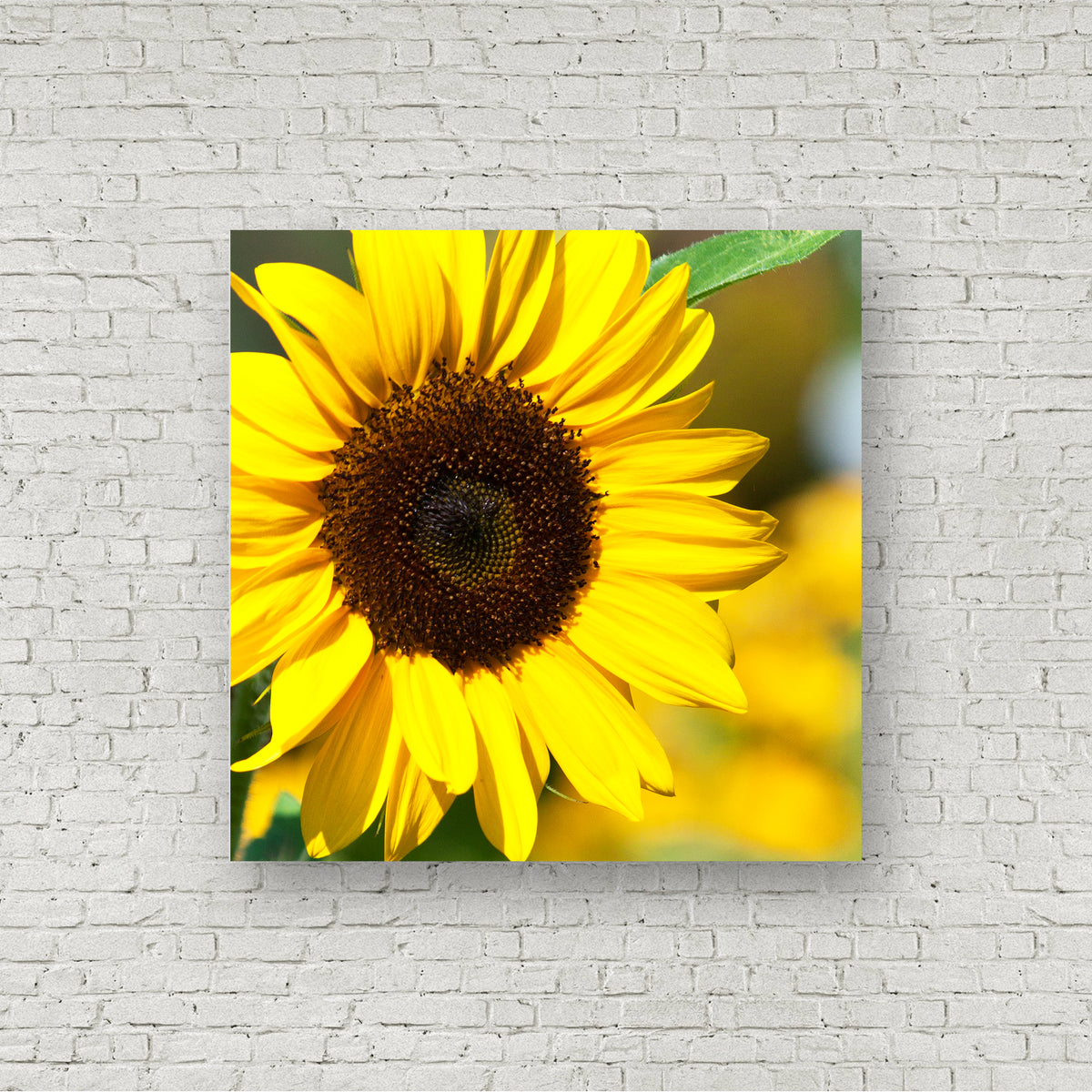 Sunflower | Flower Photograph | J² Studios