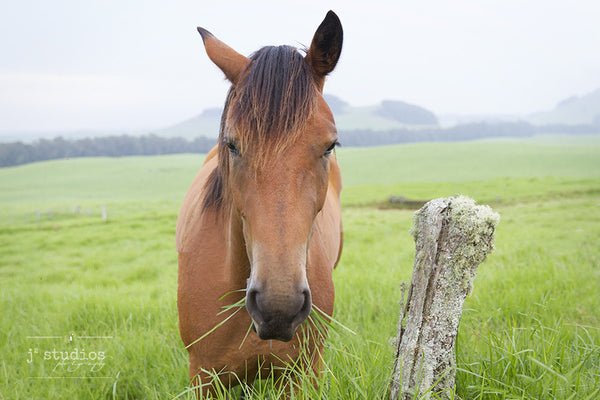 Grazing is an image of horse chewing on strands of grass in Hawaii. Animal photography.